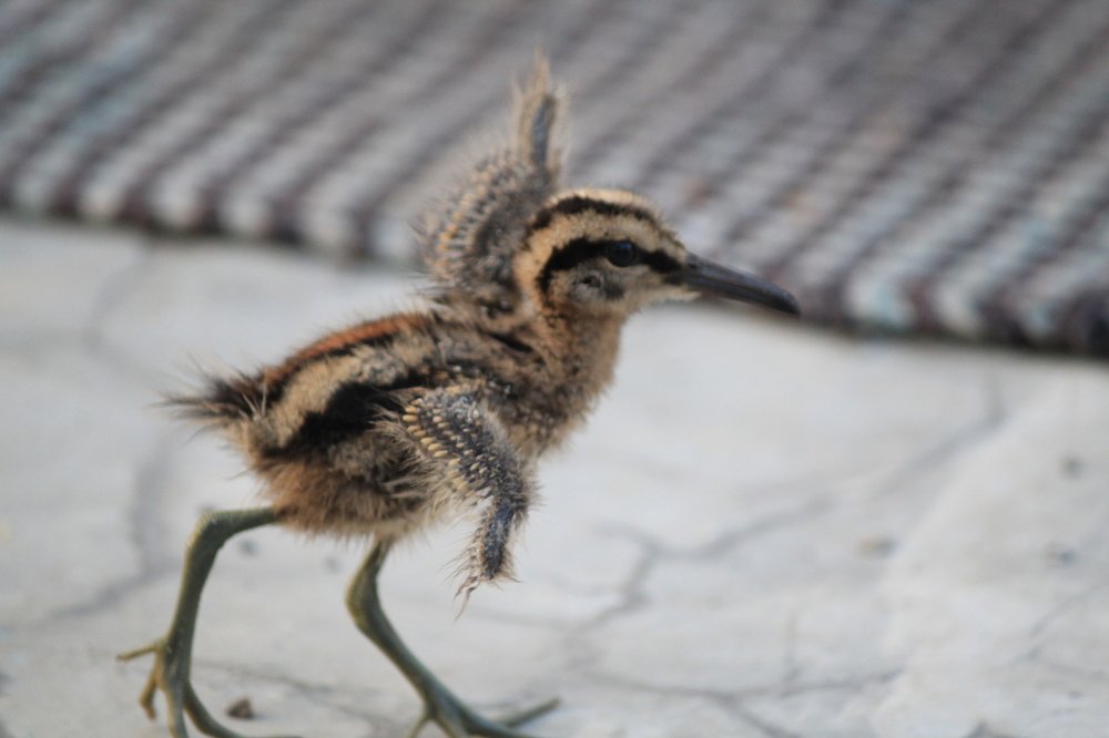 Photograph by Mahesh Patankar