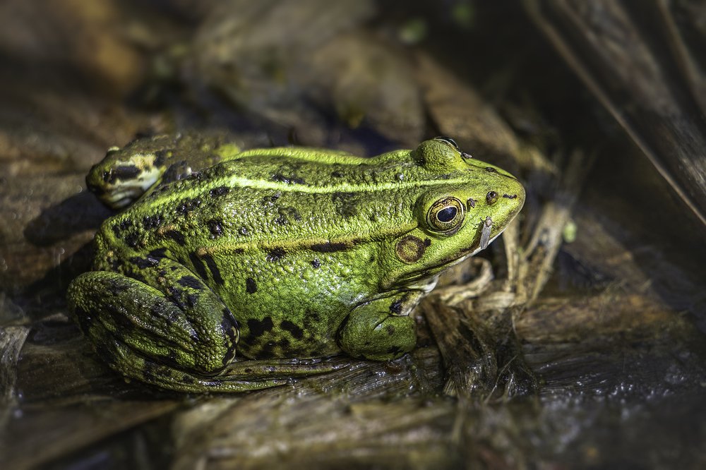 Photograph by Армен Майтесян