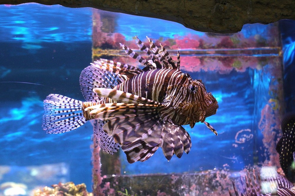 Photo #4628469