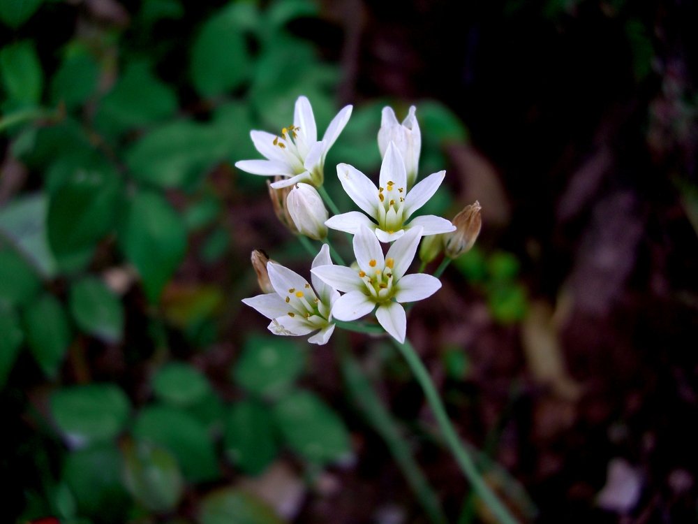 Photograph by Oscar Toyofuku