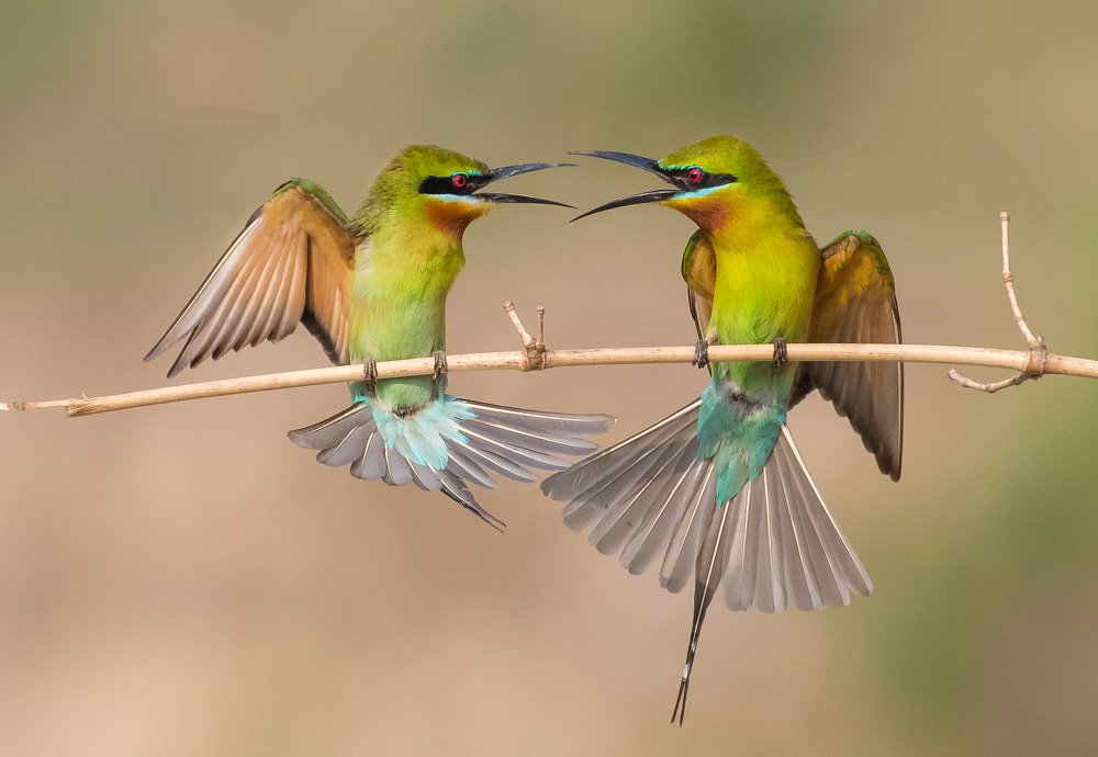 BLUE TAIL BEE EATER