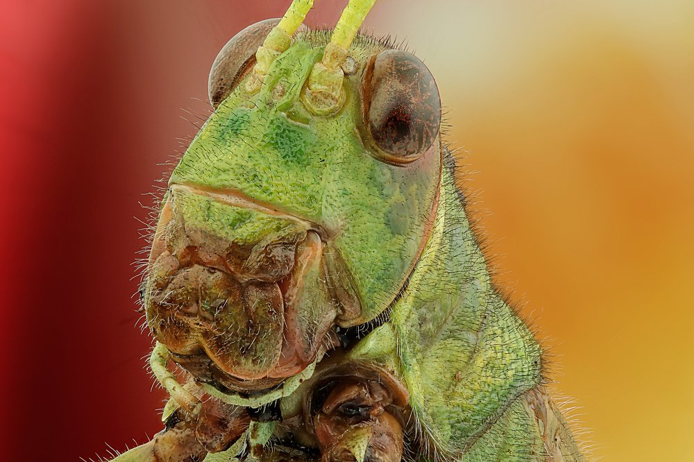 Photograph by Rui Santos