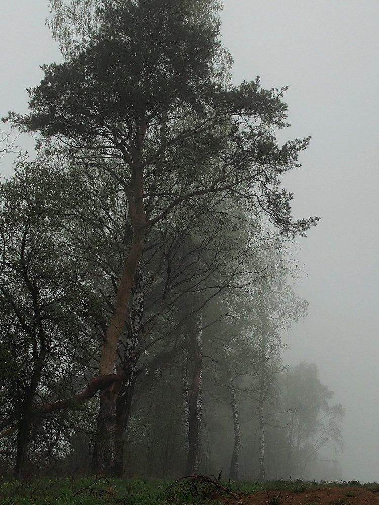 Утро после дождя