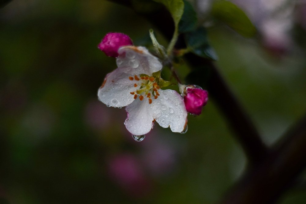 Photograph by Александр Кириков