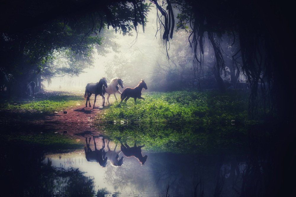 Photograph by DIBAKAR ROY