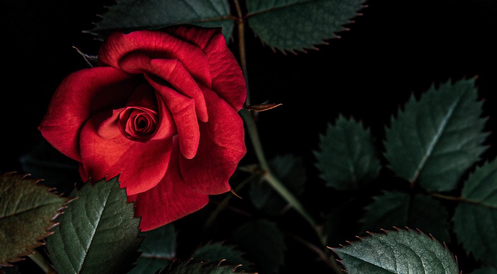 Photograph by Marin Karastoianov