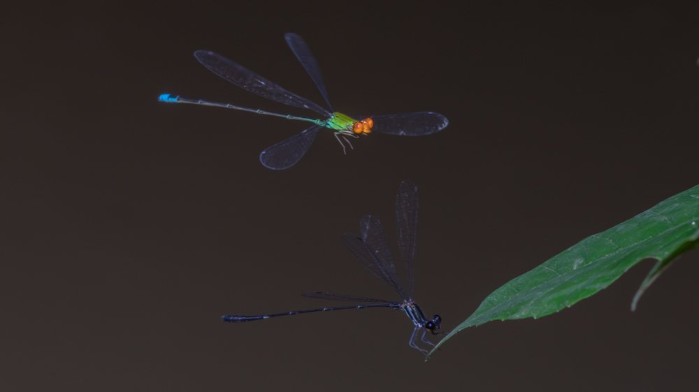 Photograph by Rahal Fernando