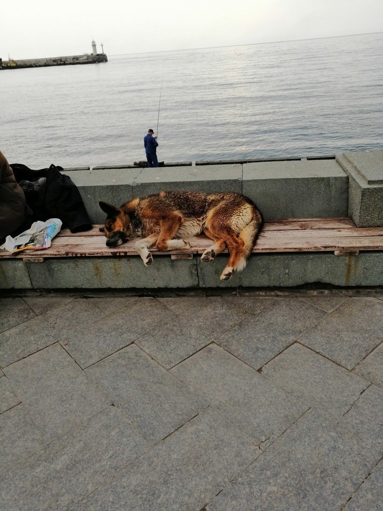 Ялта, Мухтар - крымский Хатико