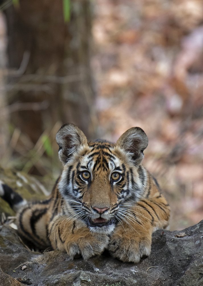 Photograph by Sandip Patil