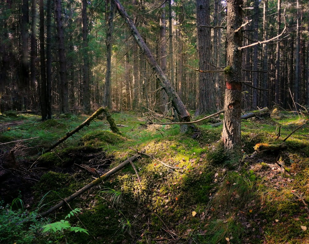 Photograph by Игорь Шерман