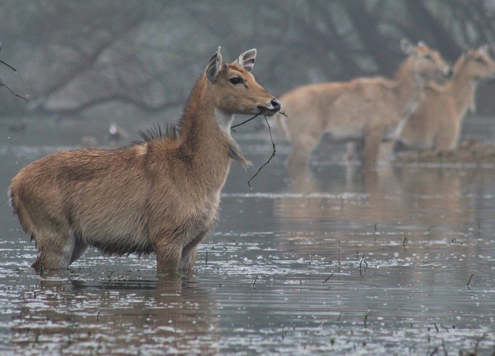 Photograph by KOPAL GUPTA