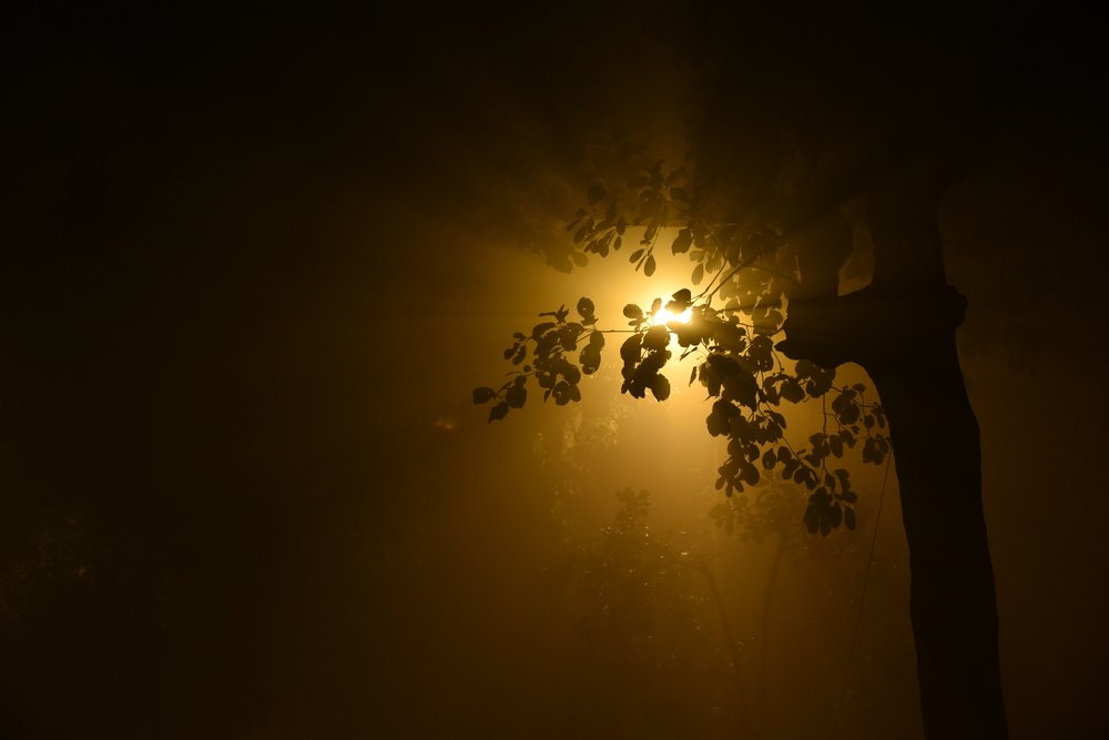 Photograph by KOPAL GUPTA