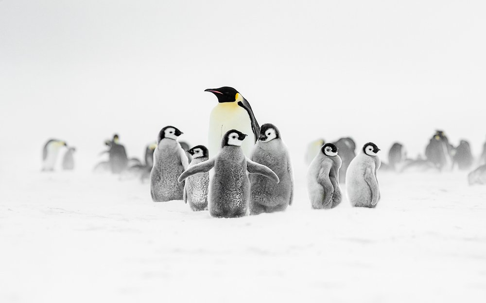 An Emperor Penguin with kids