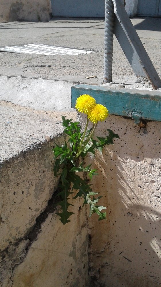 Городские цветы