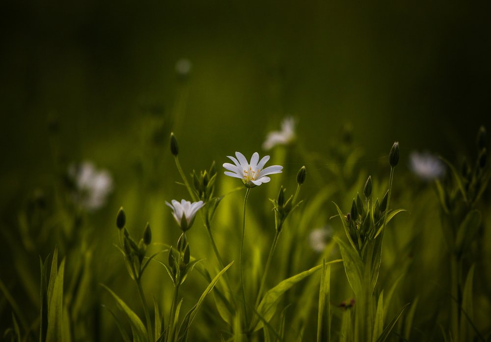 Фотография автора Филиппов Дмитрий