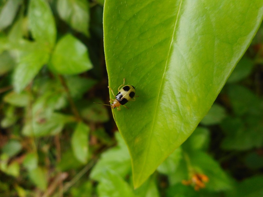 Photograph by Oscar Toyofuku