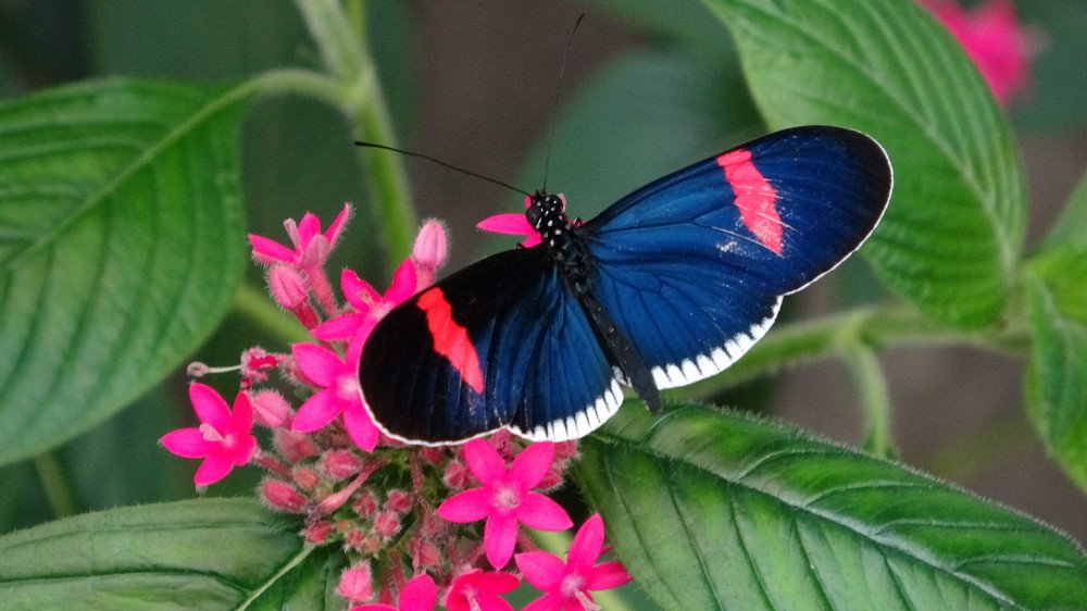 Mariposas