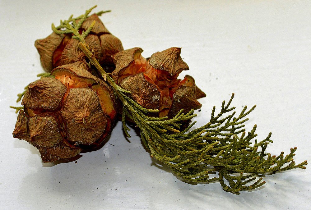 Photograph by Виктор Шандоров