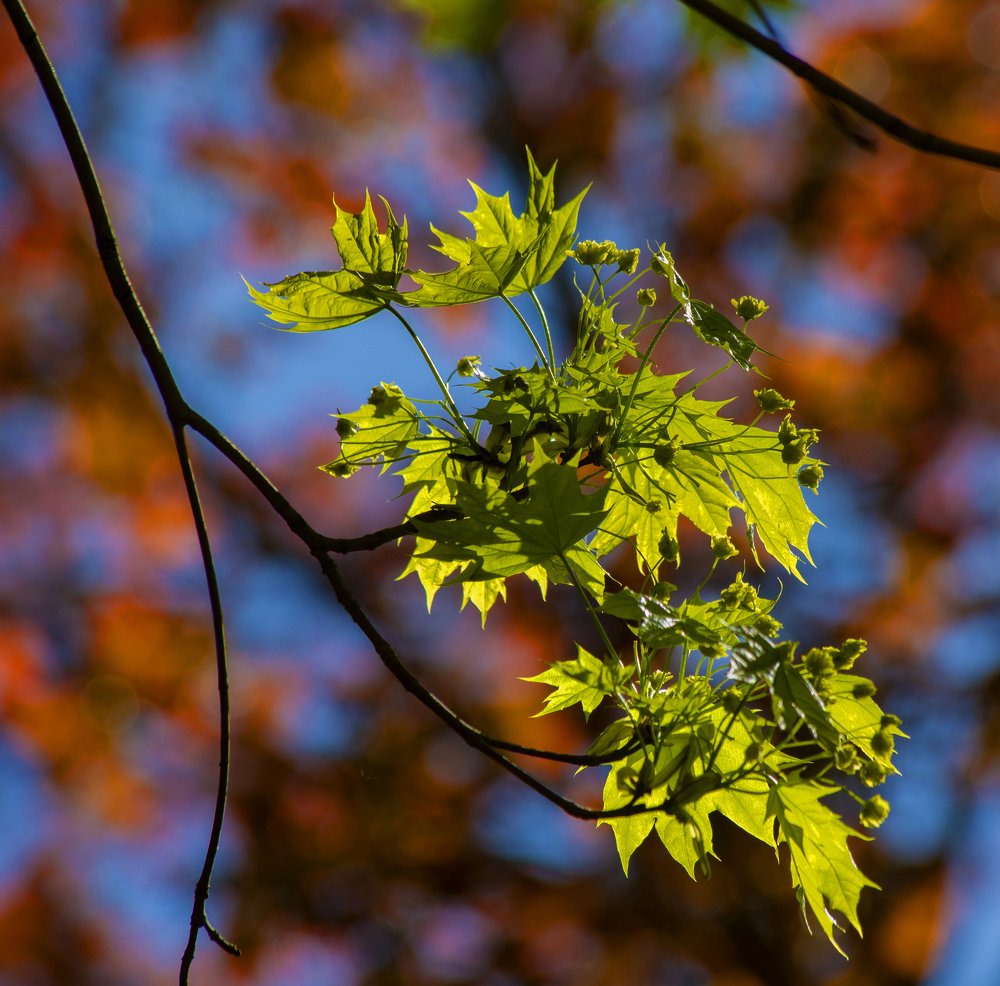 Кленовые листья