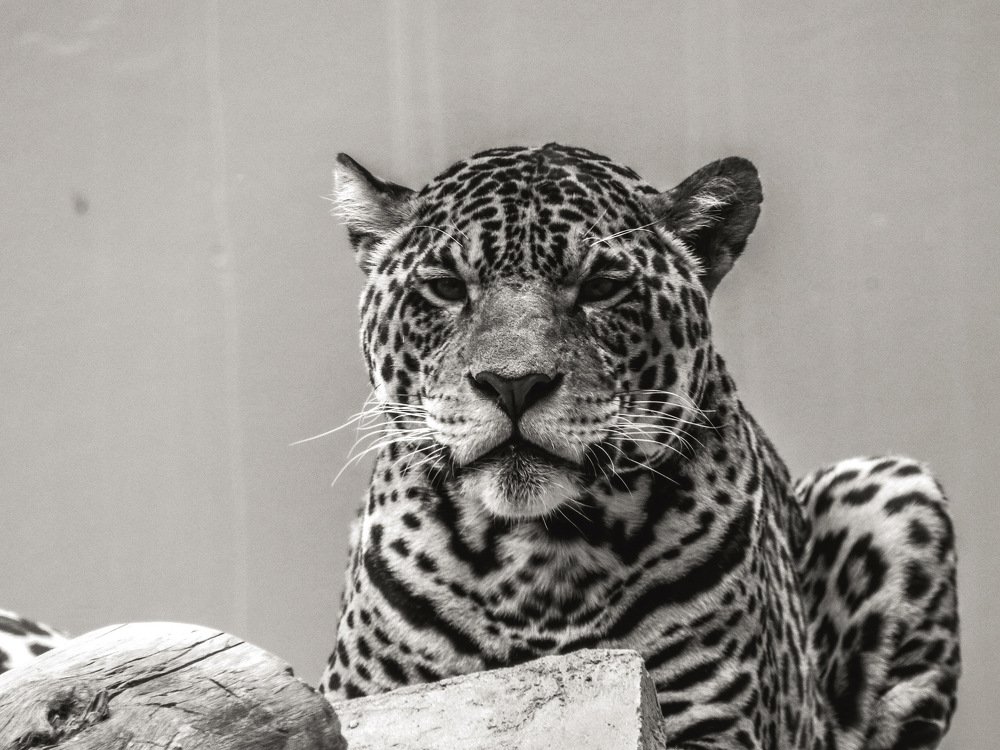 Photograph by Juan Meza