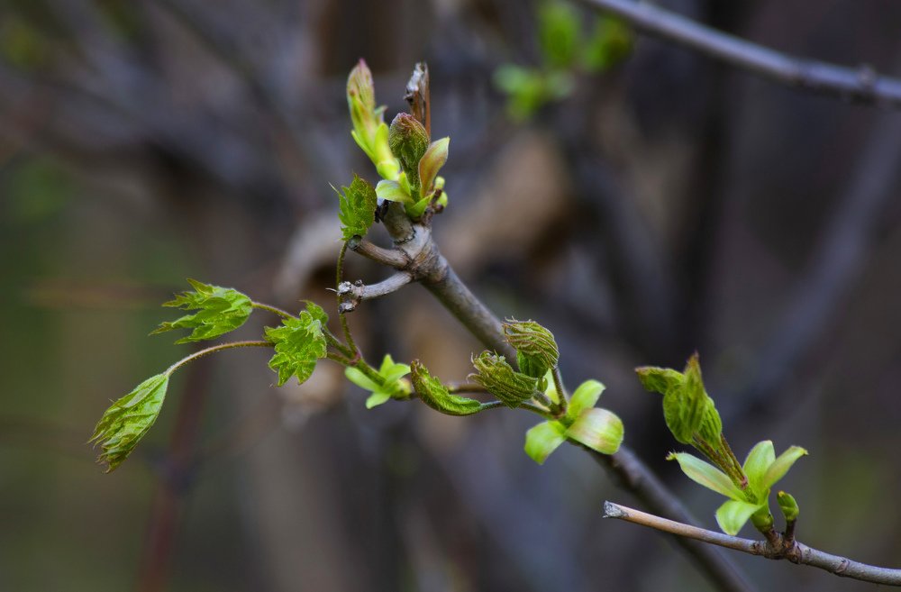 Новая жизнь