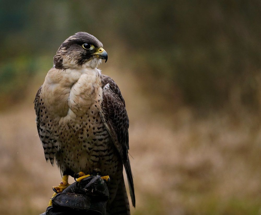 Photograph by Salim Ghuzie