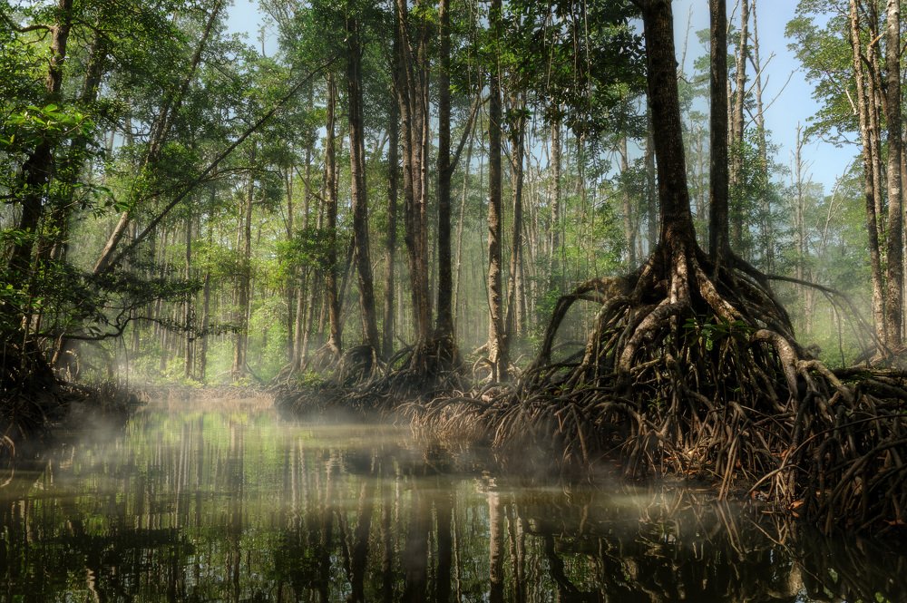Мангровые леса Пуэрто Принсесы