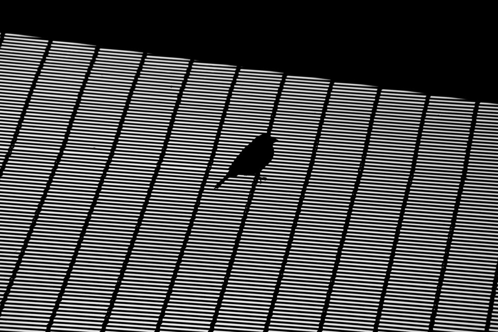 Photograph by Yaniv Abramovitz