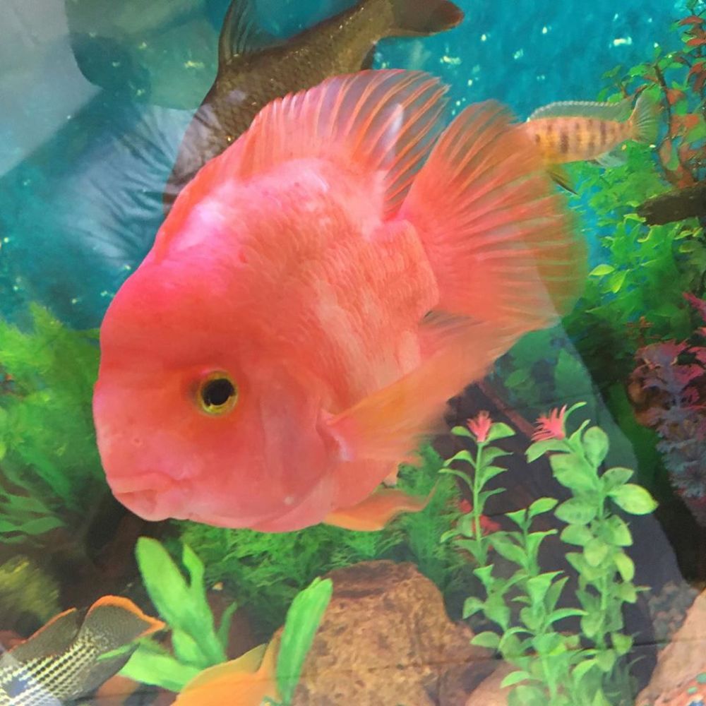 Photograph by Islas Robespierre