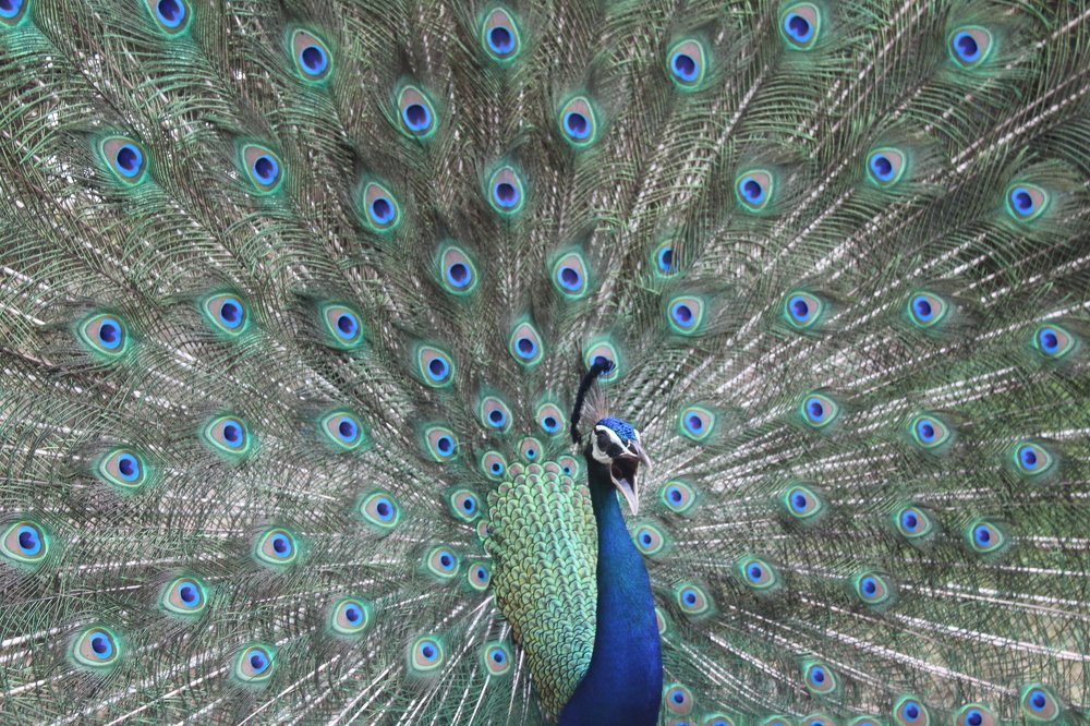 Photograph by Sharad vadoliya