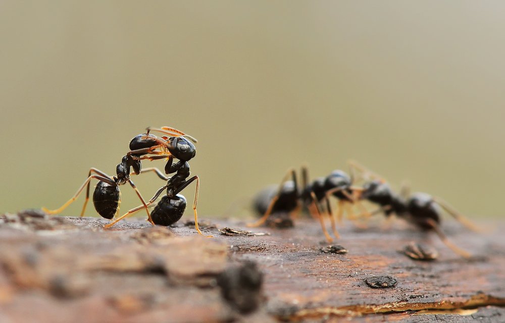 Разборка на районе :)