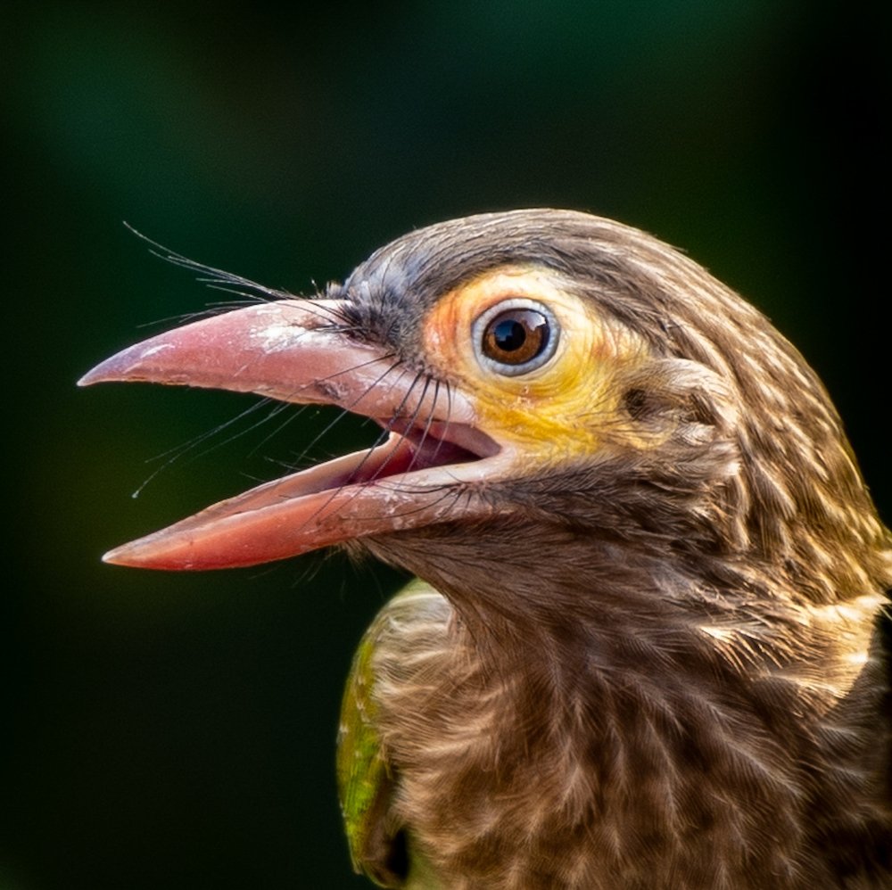 Brown headed Barbet
