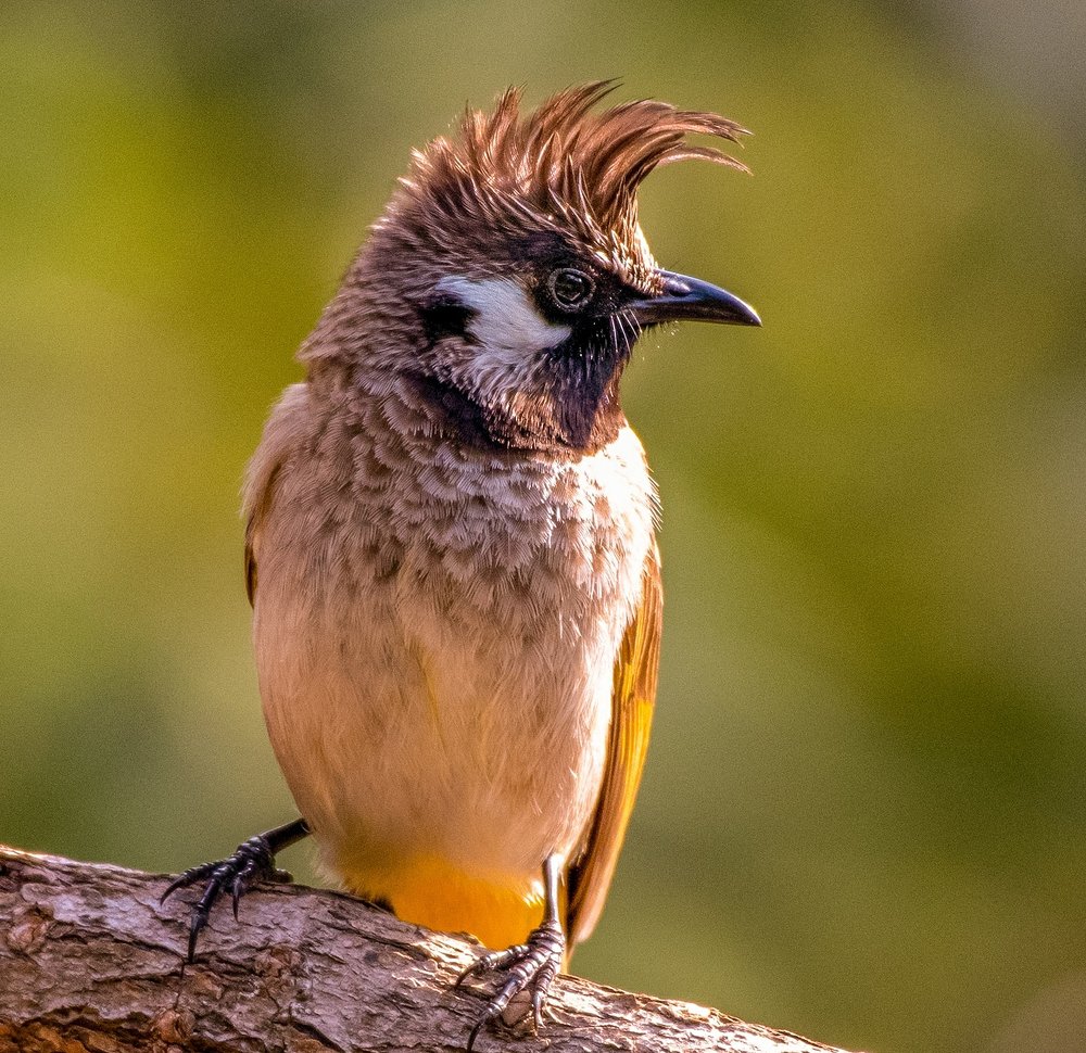 Himalayan Bulbul