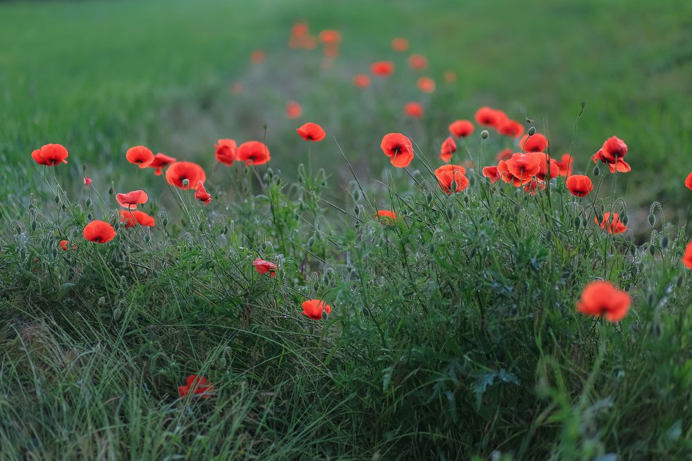 Photograph by Наталья Гранфельд