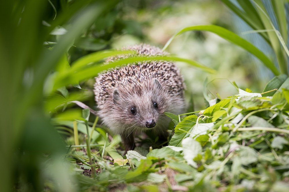 Photograph by Ирина Куриленко