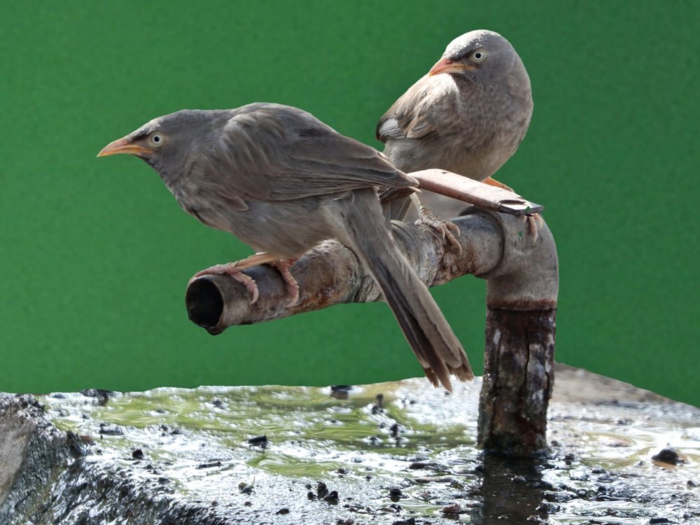 Photograph by bapodara sugha