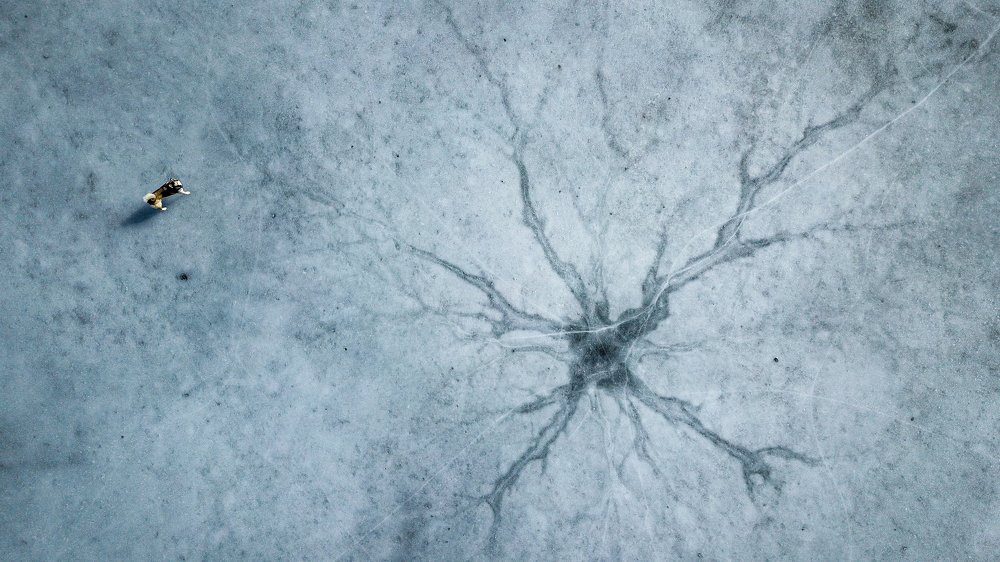 Собака и чудовище озера