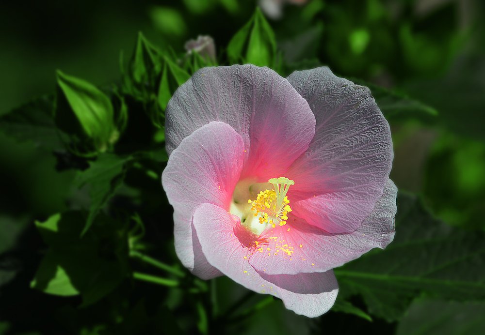 Photograph by Александр Шипиленко