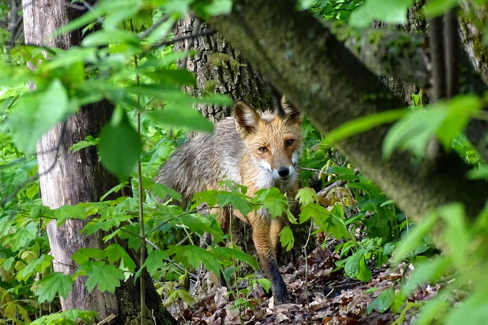 Лиса в лесу.