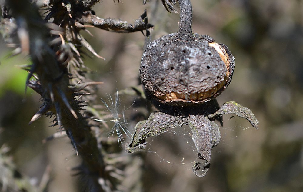 Photograph by Светлана Ковалёнок