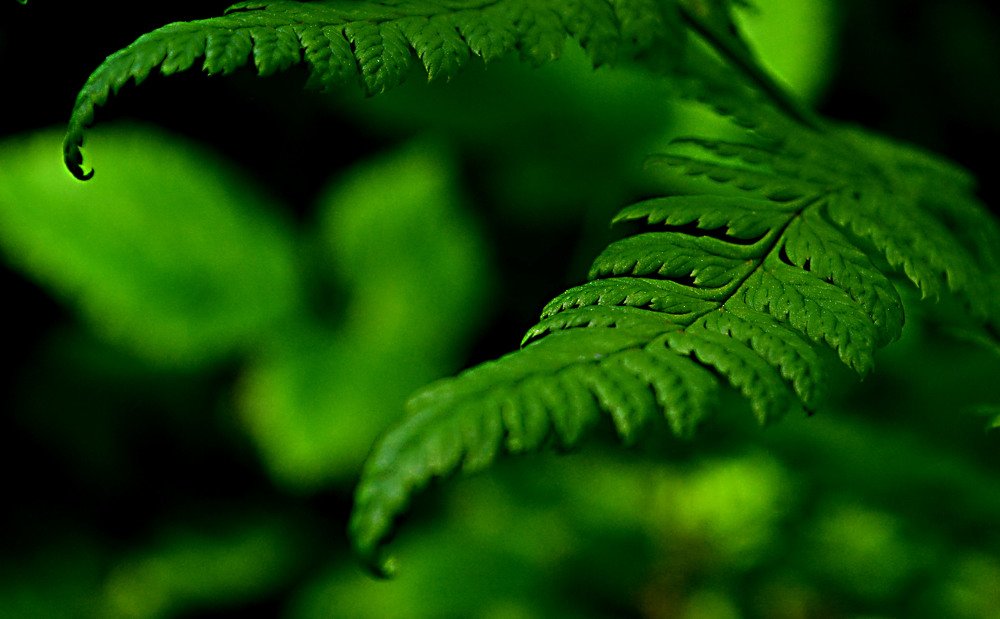 Photograph by Светлана Ковалёнок