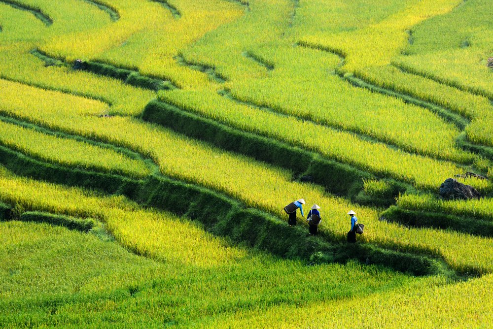 Photograph by Vu Lam Thao