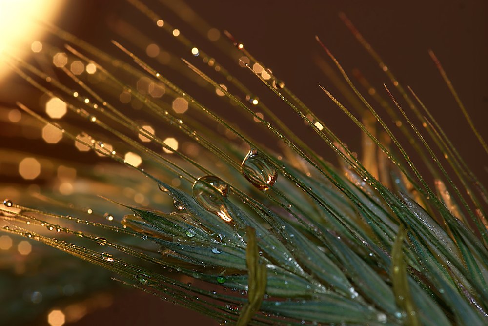 Придорожный колосок на закатной вечеринке