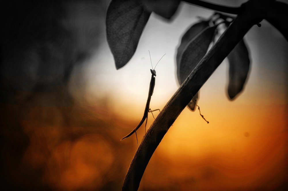 Photograph by S GURURAJ