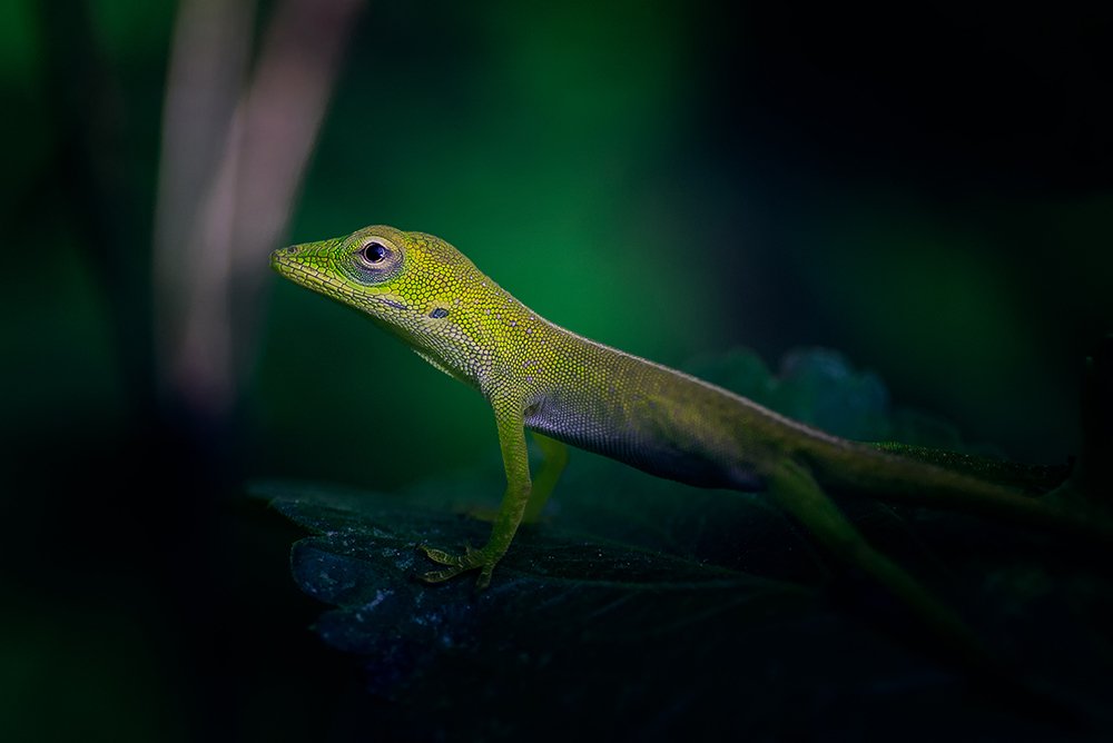 Photograph by Raúl Navarro González