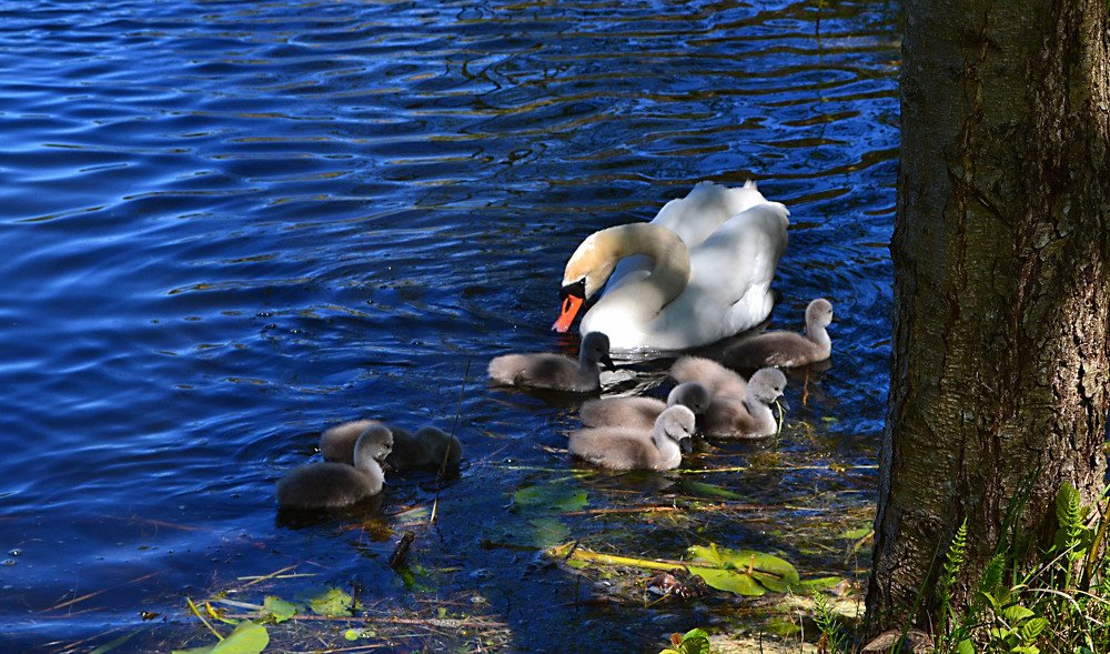 Photograph by Светлана Ковалёнок