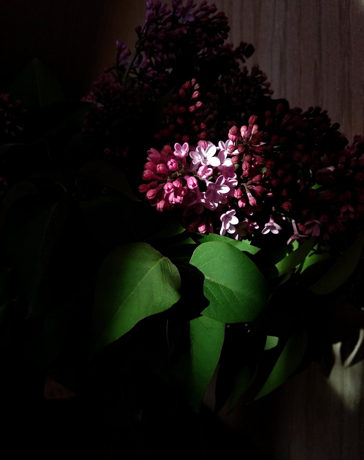 Photo #4632534