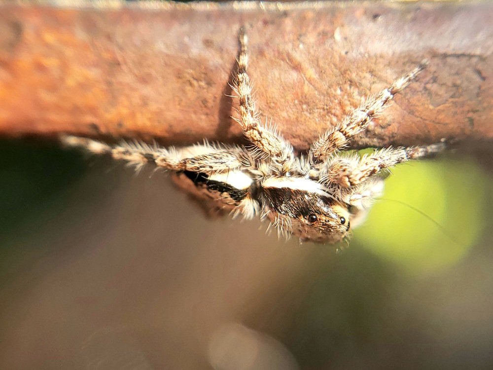 Aranha Saltadora