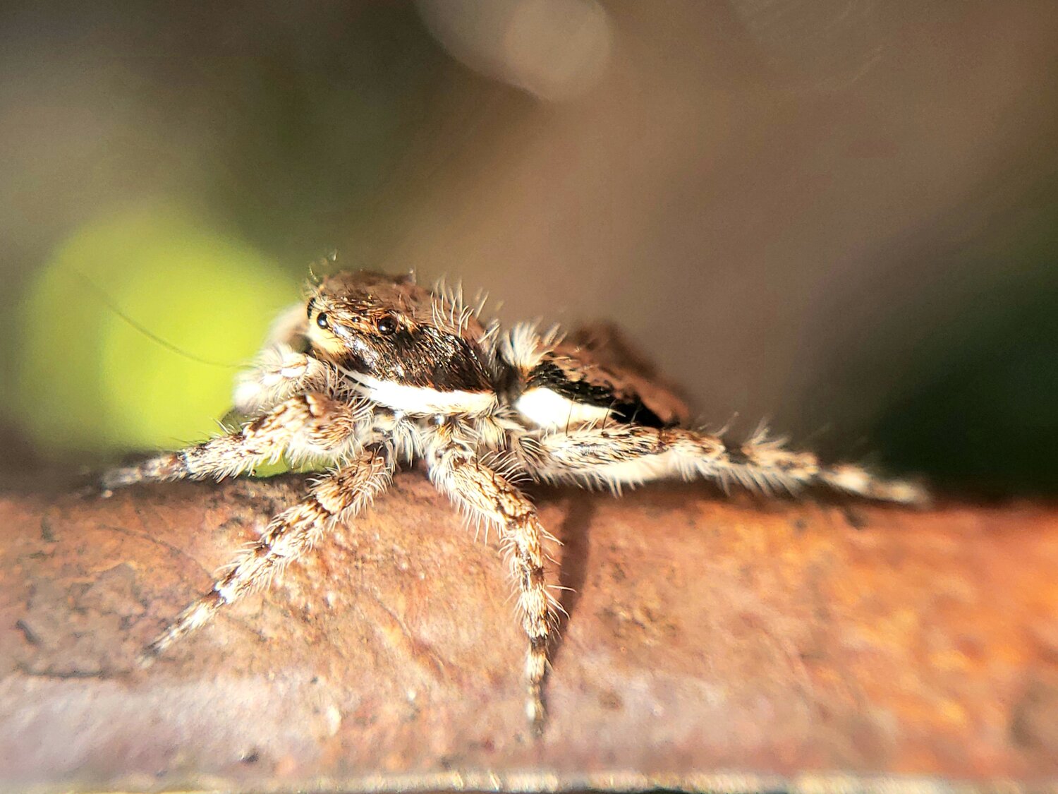 Aranha Saltadora
