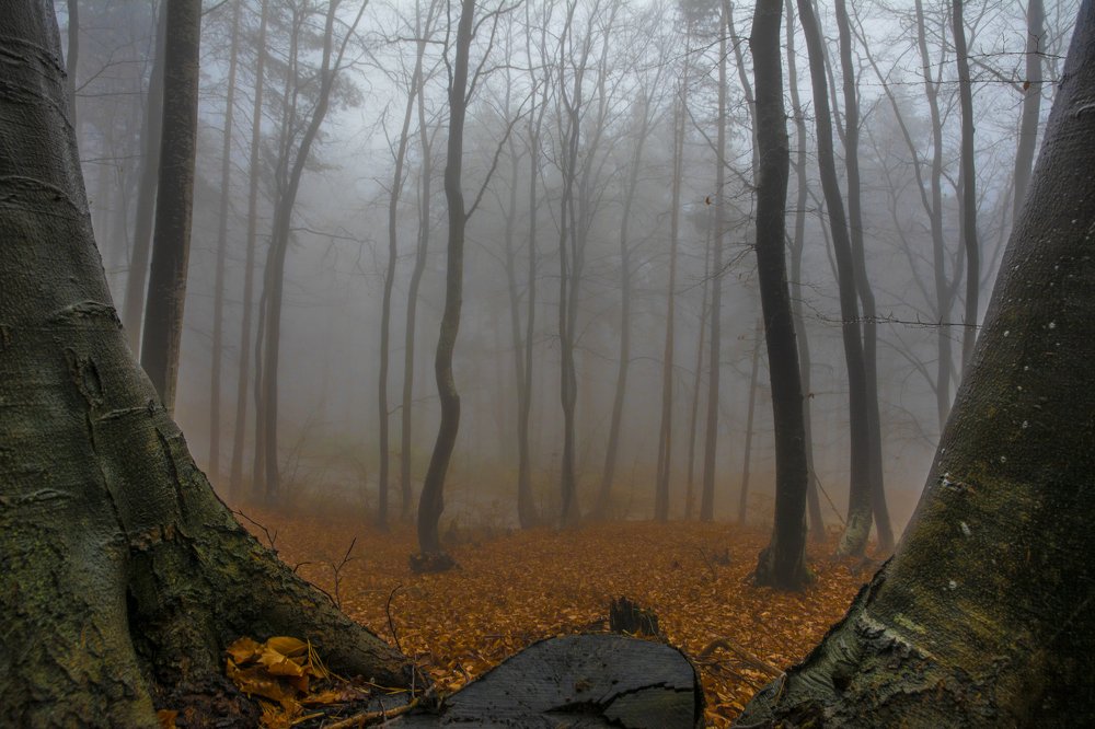 Photograph by  Dimitar